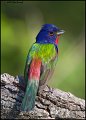 _1SB2597 painted bunting